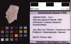 Foto (Objekt + Etiketten) von Pithonoton globosum (Remeš, 1895) (NHMW-GEO-1990-0041-0248)